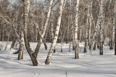 Huş ağaçları kış ormandaki kar kış manzara.
