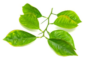 beyaz zemin üzerine yeşil yaprak şube