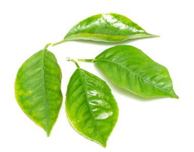 beyaz zemin üzerine yeşil yaprak şube