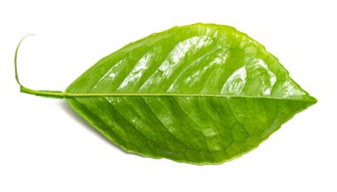 beyaz zemin üzerine yeşil yaprak şube