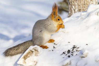 Kızıl sincap kışın orman yakın çekim.
