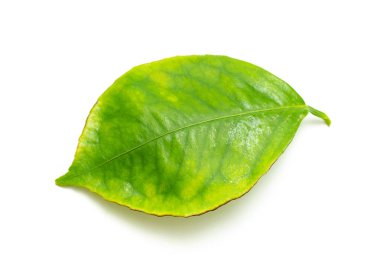 beyaz zemin üzerine yeşil yaprak şube