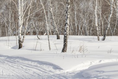 Huş ağaçları kış ormandaki kar kış manzara.