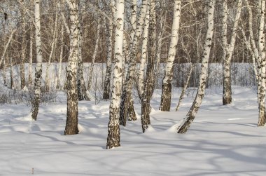 Huş ağaçları kış ormandaki kar kış manzara.