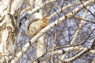 Kızıl sincap kışın orman yakın çekim.