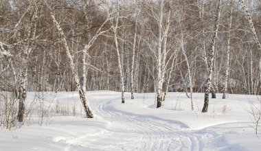 Huş ağaçları kış ormandaki kar kış manzara.