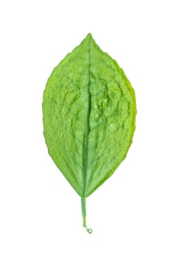 Yeşil kuru yapraklar üzerinde beyaz bir arka plan, fotoğraf stüdyosu