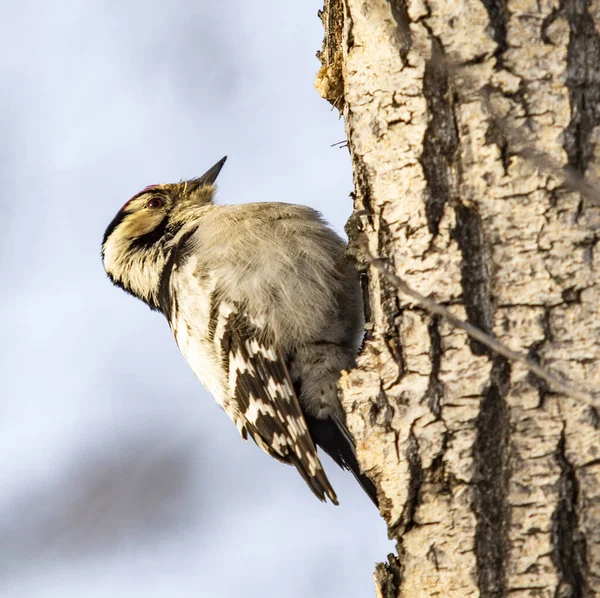 Red Headed Woodpecker Bird Closeup — Stock Photo, Image