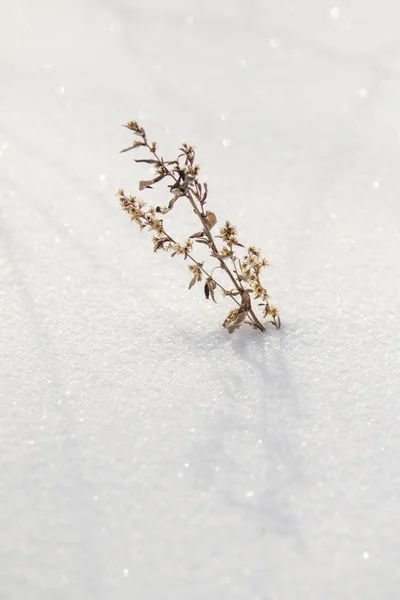 Bush Droog Gras Onder Sneeuw Sneeuw Landschap Winter — Stockfoto