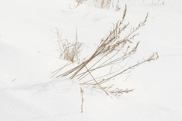 ブッシュ大統領は雪の下から乾いた草 雪の風景冬 — ストック写真