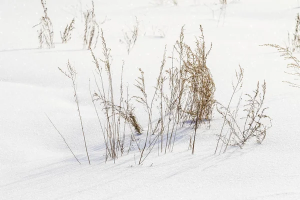 Busch Trockenes Gras Unter Dem Schnee Schneelandschaft Winter — Stockfoto