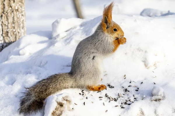 Rotes Eichhörnchen Winter Wald Aus Nächster Nähe — Stockfoto