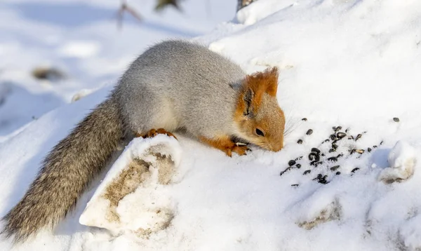 Rotes Eichhörnchen Winter Wald Aus Nächster Nähe — Stockfoto