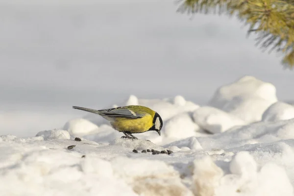 Oiseau Mésange Sur Neige Hiver — Photo