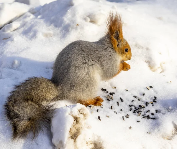 Rotes Eichhörnchen Winter Wald Aus Nächster Nähe — Stockfoto