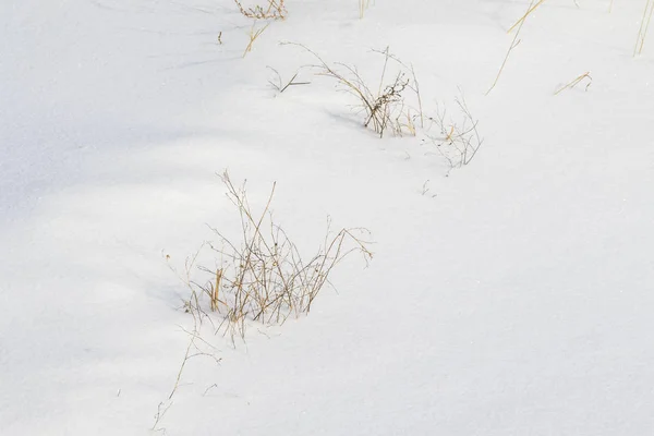 Bush Torrt Gräs Från Snön Snö Landskap Vinter — Stockfoto