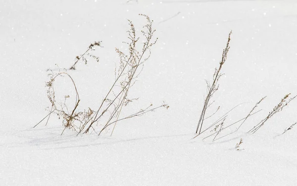 Bush Droog Gras Onder Sneeuw Sneeuw Landschap Winter — Stockfoto