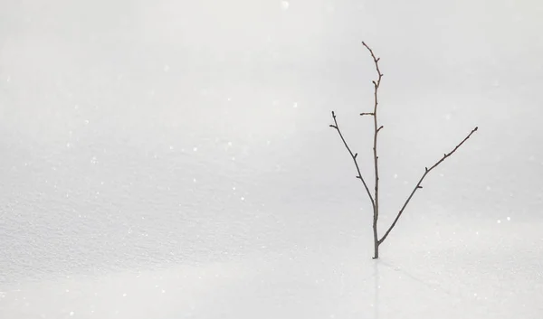 Tuleja Sucha Trawa Spod Śniegu Krajobraz Zima Śnieg — Zdjęcie stockowe