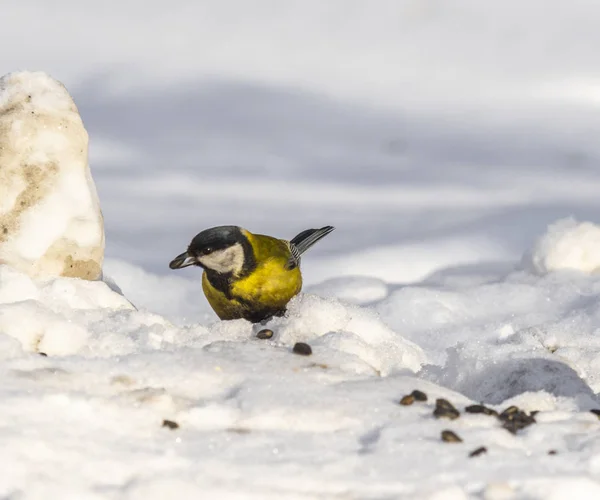 Maminha Pássaro Neve Inverno — Fotografia de Stock