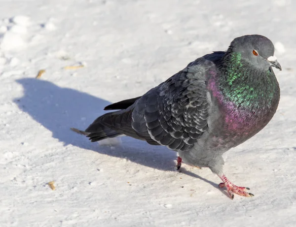 Pigeon Hiver Dans Neige Gros Plan — Photo