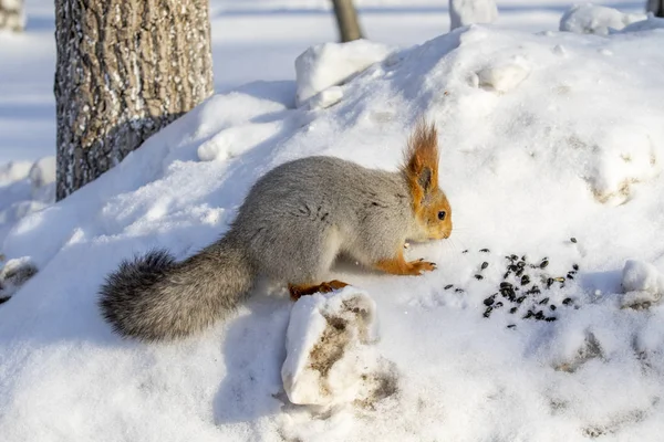 Rotes Eichhörnchen Winter Wald Aus Nächster Nähe — Stockfoto