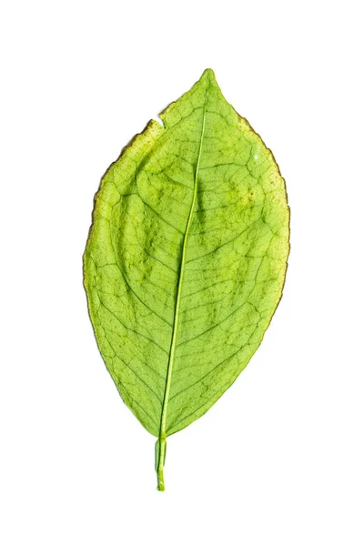 Hojas Secas Verdes Sobre Fondo Blanco Foto Estudio — Foto de Stock