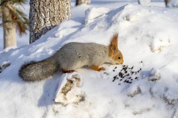 Rotes Eichhörnchen Winter Wald Aus Nächster Nähe — Stockfoto