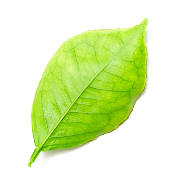 Зелене Листя Гілки Білому Фоні — стокове фото