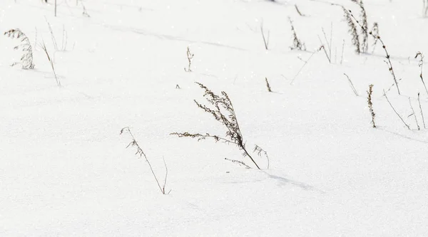 Bush Grama Seca Debaixo Neve Neve Inverno Paisagem — Fotografia de Stock