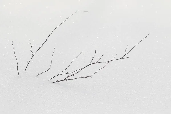 Bush Dry Grass Snow Snow Landscape Winter — Stock Photo, Image