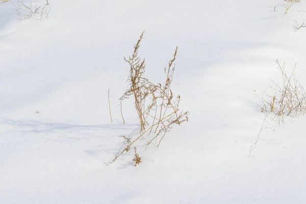 Busch Trockenes Gras Unter Dem Schnee Schneelandschaft Winter — Stockfoto