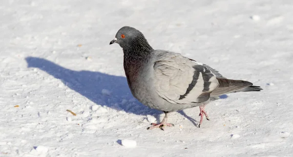 Piccione Invernale Nella Neve Vicino — Foto Stock