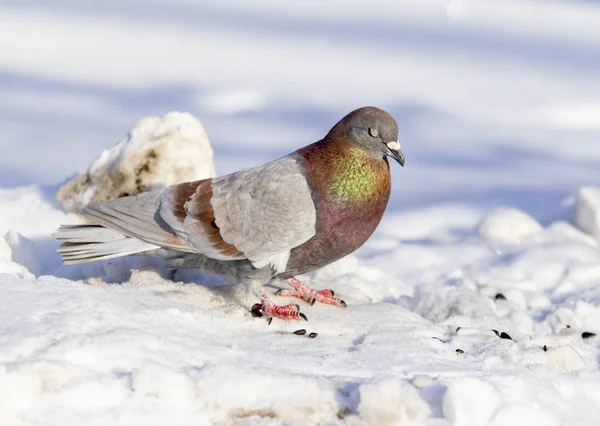 Pigeon Hiver Dans Neige Gros Plan — Photo