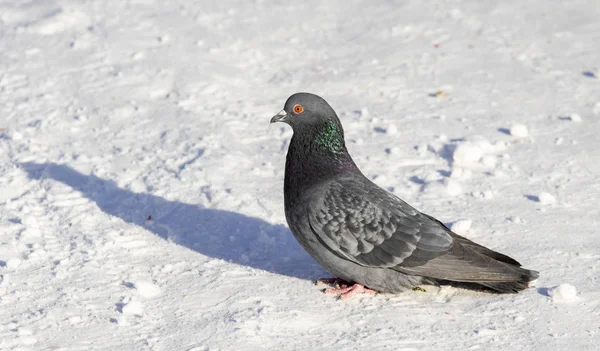 Pigeon Hiver Dans Neige Gros Plan — Photo