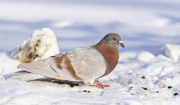 Winter Pigeon Snow Close — Stock Photo, Image