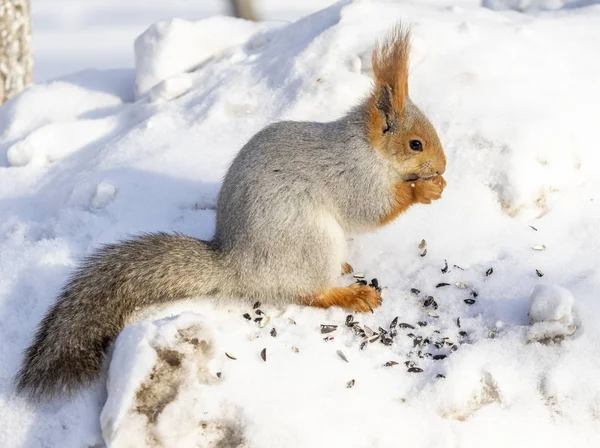 Rotes Eichhörnchen Winter Wald Aus Nächster Nähe — Stockfoto