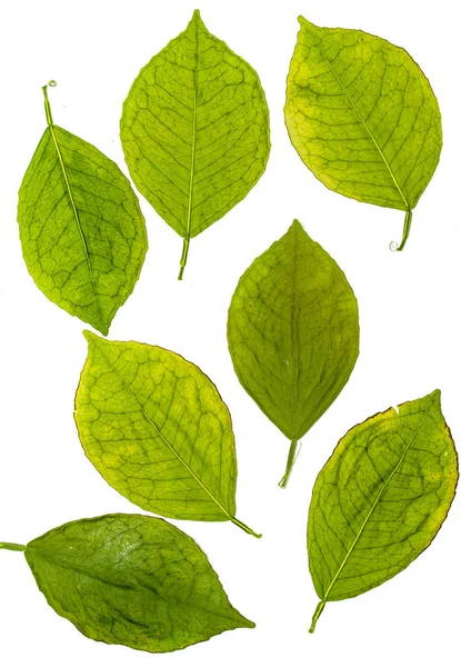 Green Dry Leaves White Background Photo Studio — Stock Photo, Image