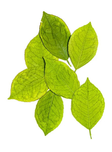 Зеленые Сухие Листья Белом Фоне Фото Студии — стоковое фото