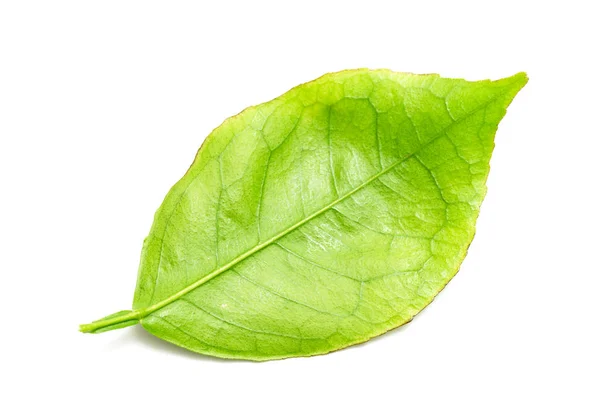 Rama Hoja Verde Sobre Fondo Blanco — Foto de Stock