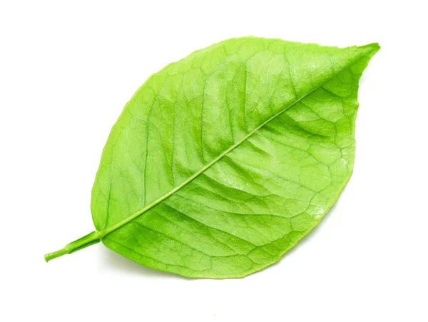 Зелене Листя Гілки Білому Фоні — стокове фото