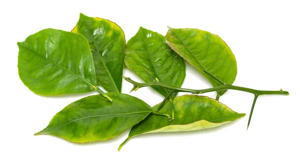 Green Leaf Branch White Background — Stock Photo, Image