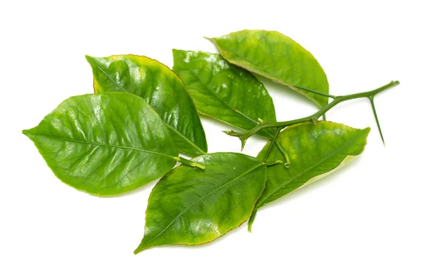 Green Leaf Branch White Background — Stock Photo, Image