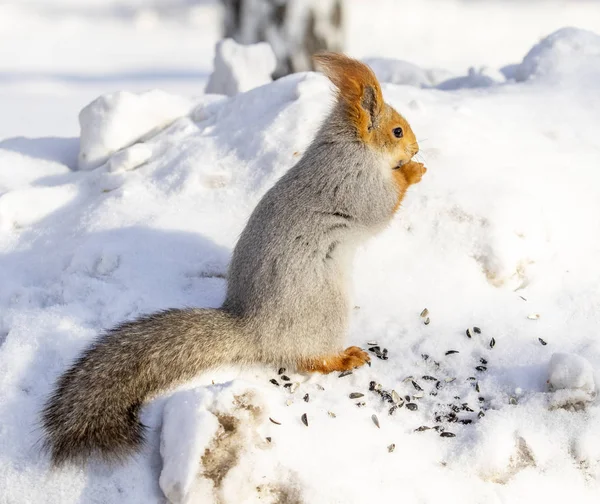 Rotes Eichhörnchen Winter Wald Aus Nächster Nähe — Stockfoto