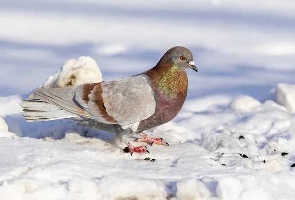 Pigeon Hiver Dans Neige Gros Plan — Photo