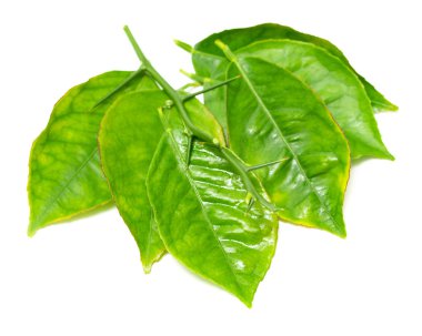 beyaz zemin üzerine yeşil yaprak şube