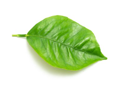 beyaz zemin üzerine yeşil yaprak şube