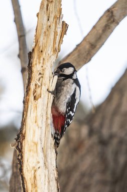 Kızıl başlı ağaçkakan kuş portre