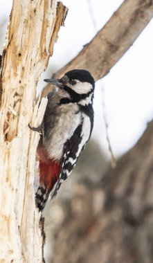 Kızıl başlı ağaçkakan kuş portre