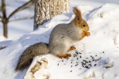 Kızıl sincap kışın orman yakın çekim.