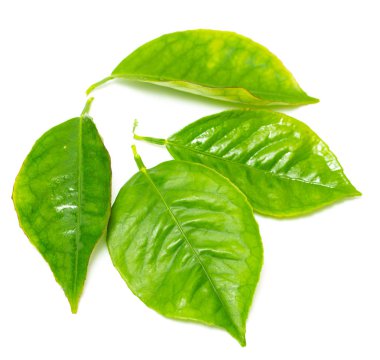 beyaz zemin üzerine yeşil yaprak şube